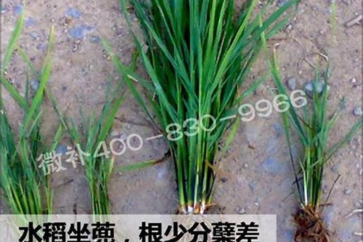 苹果树春季施水溶肥可以加羊奶吗？