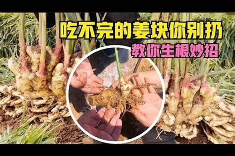 苹果树,大姜裂果用什么肥料比较好？
