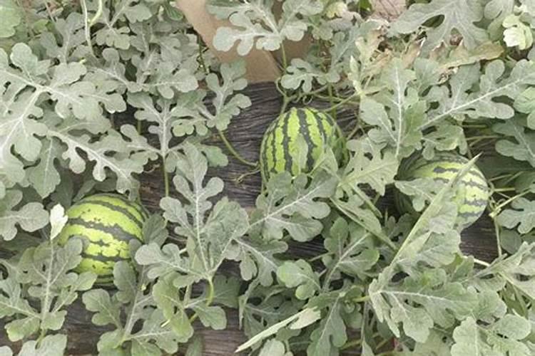 西瓜施什么水溶肥？