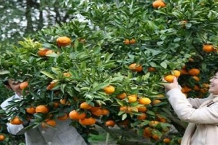 关于三农龙头股都有哪些呢？