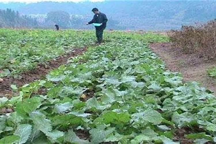 种油菜一亩地要多少肥料