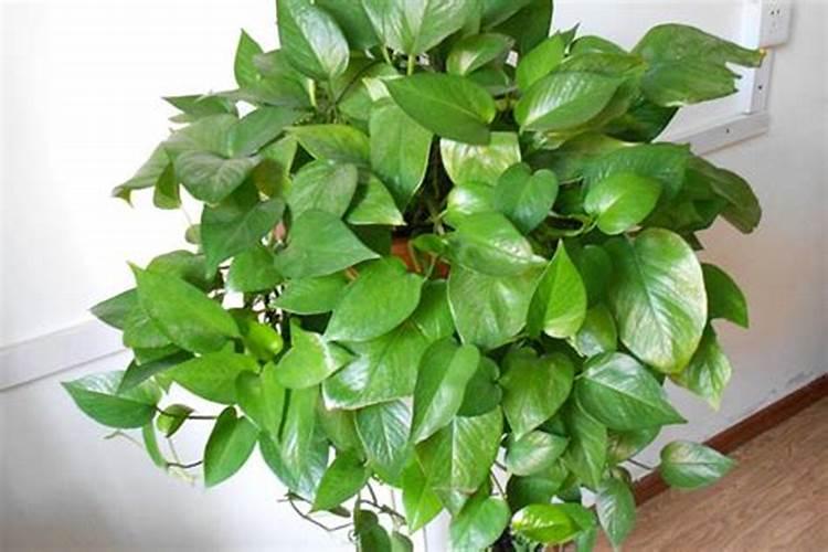 腐植酸钾是有机肥还是化肥,腐植酸钾的功能