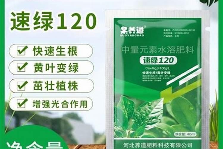 葡萄的栽培与管理