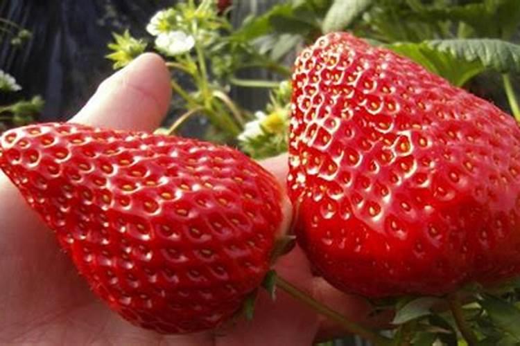 种大蒜用什么肥料最好