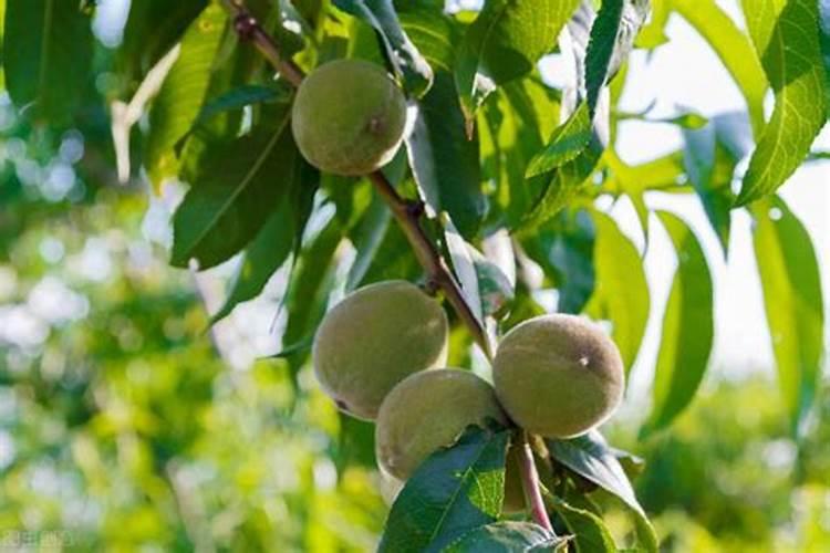 果蔬种植为何要使用富硒肥富硒叶面肥,功能多,简单省事