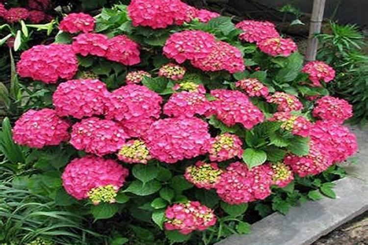 绣球花怎么施肥