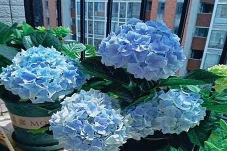 绣球花叶子枯了怎么办