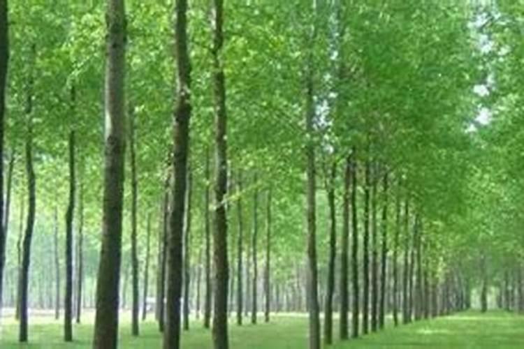 107杨树用什么化肥好