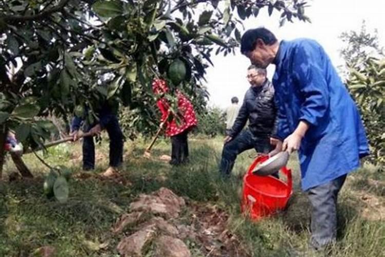 柑橘树什么时候施高钾？