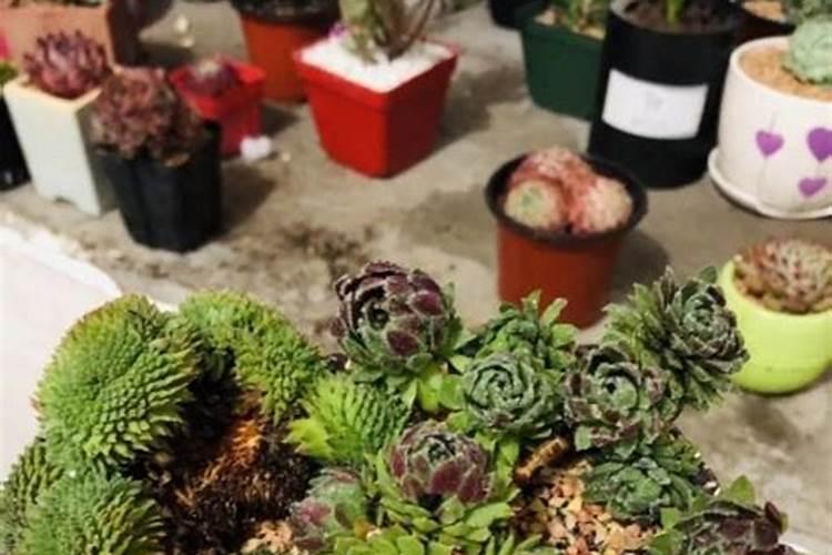 多肉植物多久浇水一次？需要施肥吗？