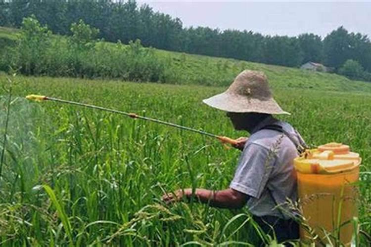 雨后果树喷施叶面肥应注意什么 烯啶虫胺杀灭刺吸式口器害虫专业杀虫剂...