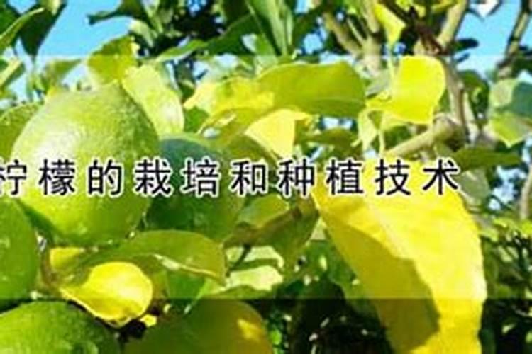 柠檬高产种植技术方法 柠檬怎么施肥