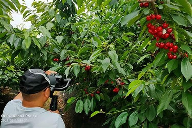 你好:大棚移栽樱桃树之前需要施什么肥料？