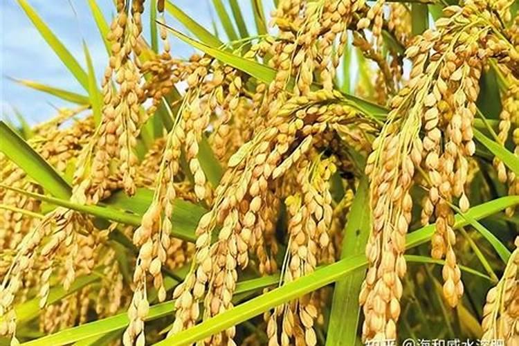 茶花用什么肥料好,茶花的四季施肥方法