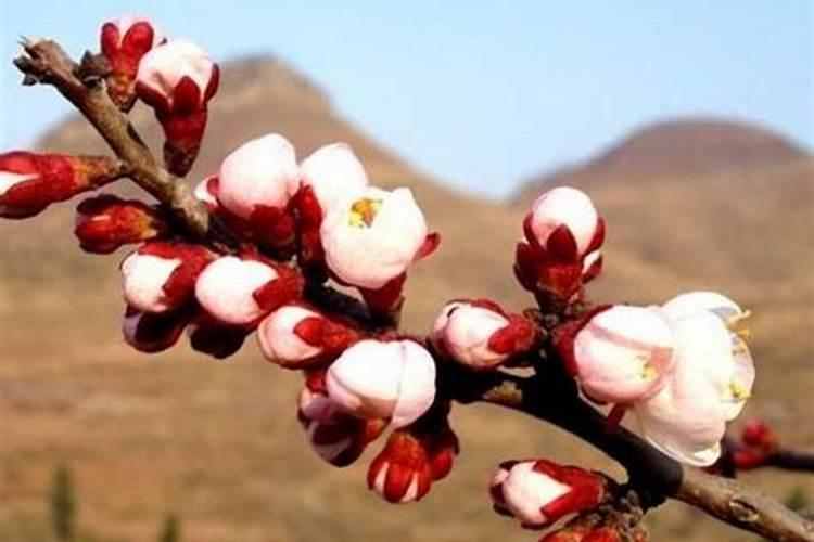 牡丹花喂什么肥开花更鲜艳