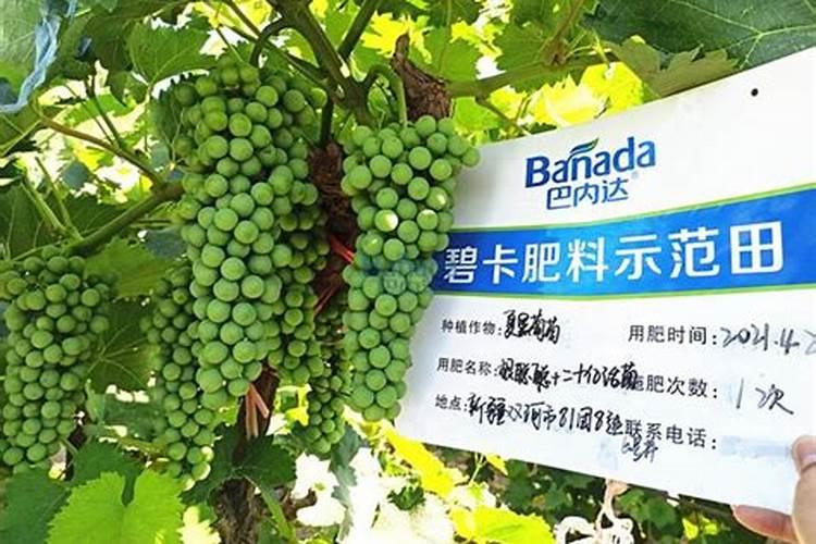芸苔素叶面肥哪种最好