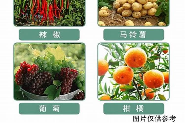 麦黄金哪个牌子的好