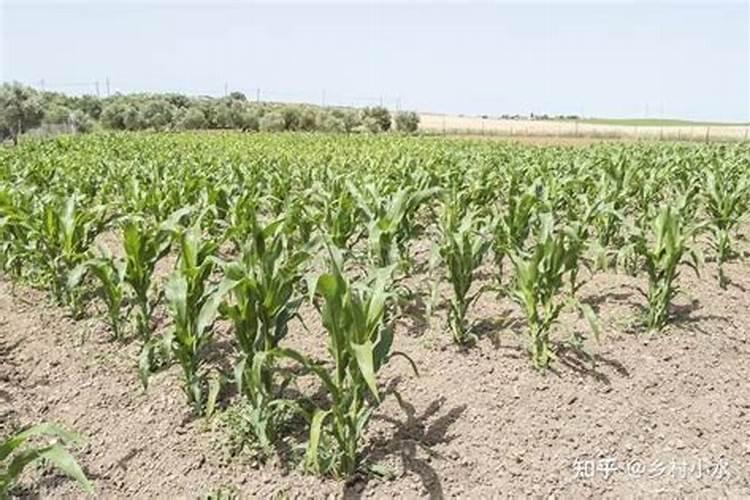 玉米喷施叶面肥效果怎么样