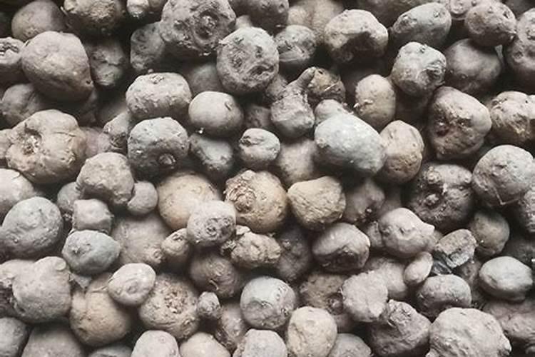 花卉叶面肥多久喷一次比较好 叶面肥打多了有害吗