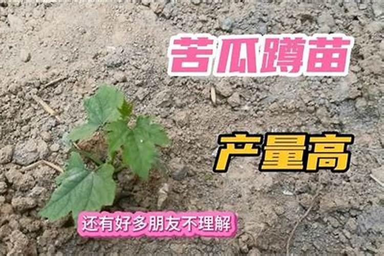 改善土壤肥力的小方法