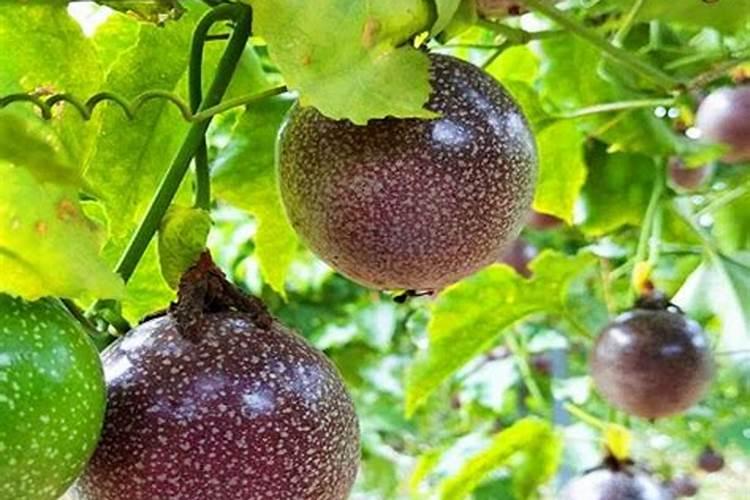 百香果什么时候施肥 种植百香果什么时间施肥最好