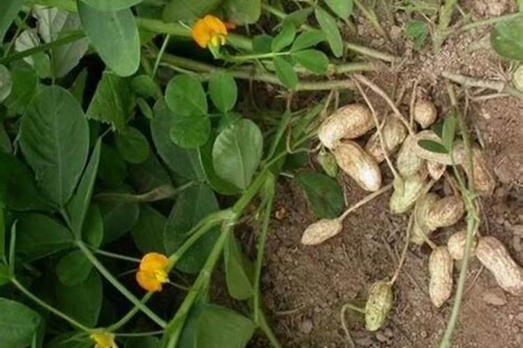 芒果挂果后枝条落地上怎么办？