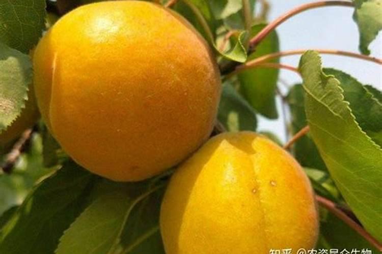 葡萄叶面肥硼肥和锌肥可以混用吗