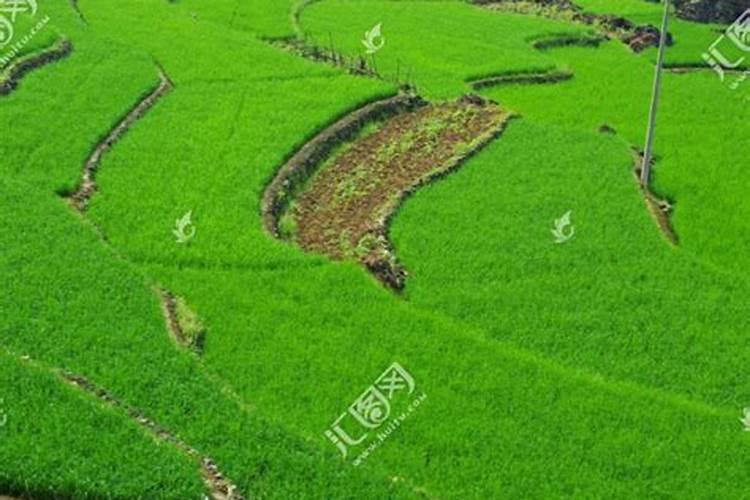 协优1429栽培技术要点