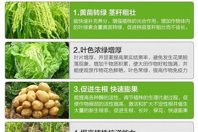 芋头对水肥的要求都有哪些？该如何防治病虫害？