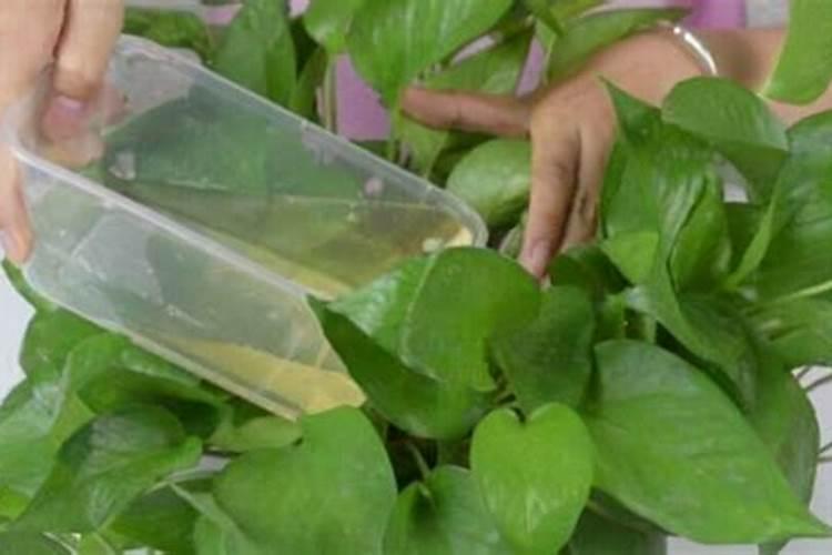 牡丹花可以喷叶面肥吗 注意事项有哪些