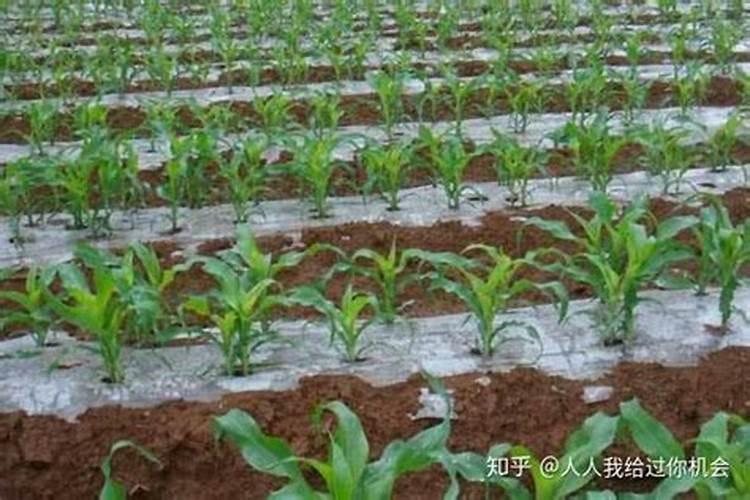 玉米一生中最重要的一次叶面肥,你知道啥时候打吗？