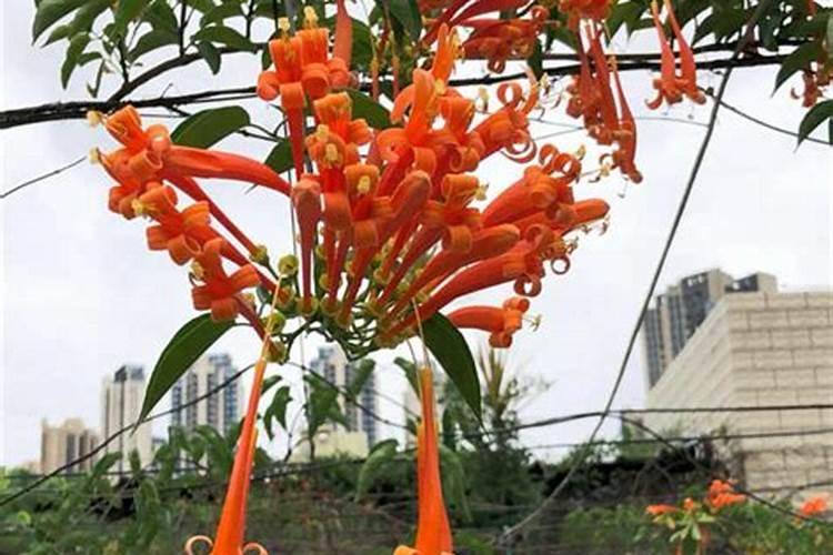 炮仗花怎么施肥炮仗花的正确施肥方法