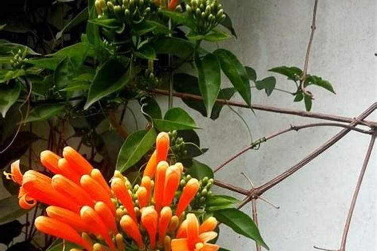 炮仗花怎么施肥 炮仗花如何施肥