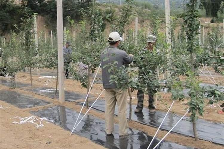 果树开花期能施尿素肥吗