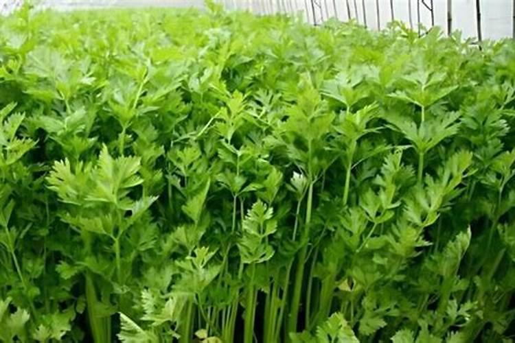 硝化细菌胶囊的使用方法是什么,硝化细菌有什么用