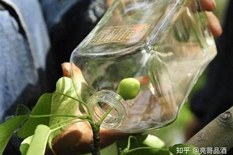 梨子树多少年才结果