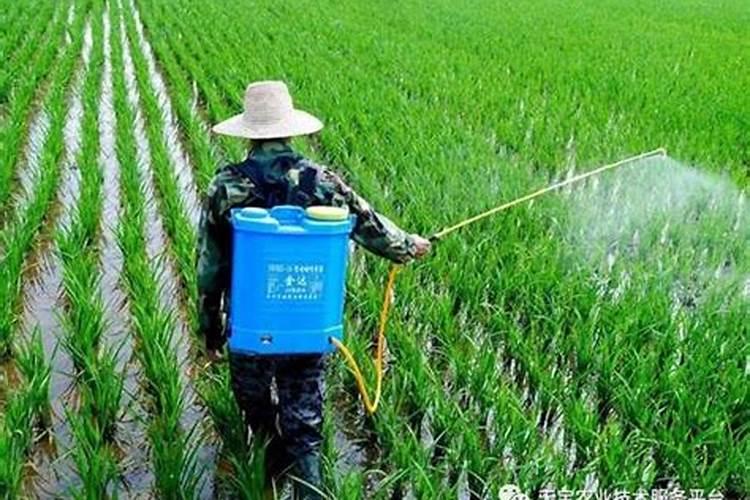 苹果树上什么肥料好 苹果树上哪些肥料好