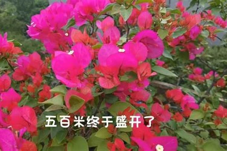 三角梅花败后要不要多浇水