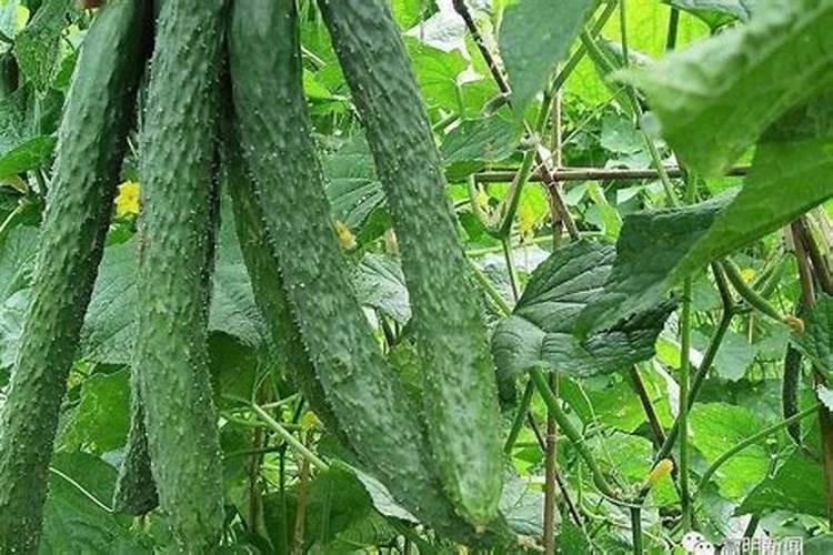 如何给花生追施钙肥？