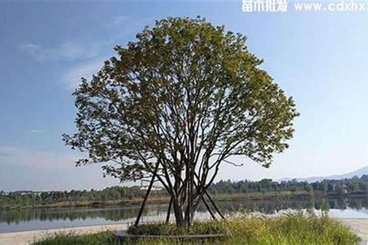 桂花施肥用什么肥料