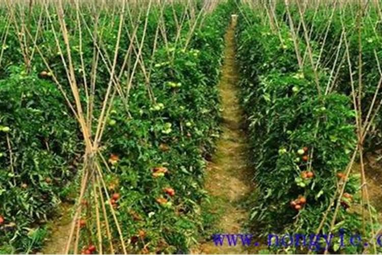 葡萄膨果期用什么肥料,葡萄各个时期的施肥注意事项