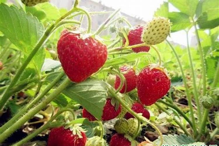 花生肥氯化钾硫酸钾哪个好 肥料如何选择