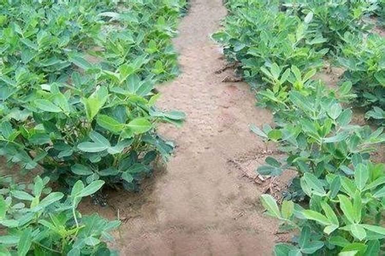 北方碱性土壤适合种植什么