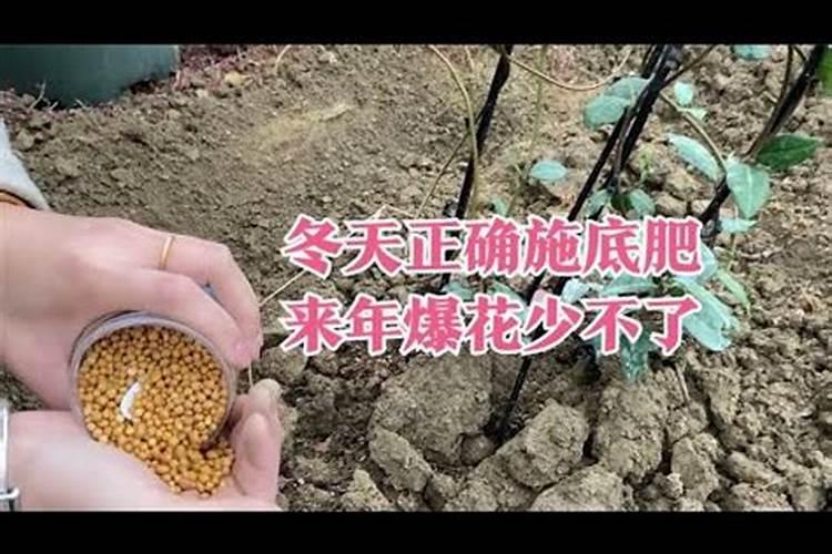 龙血树春天怎么施肥