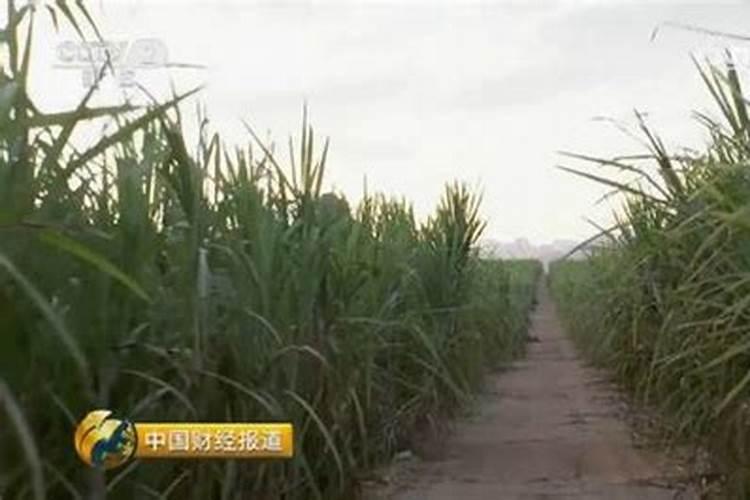 网纹甜瓜的田间管理方法