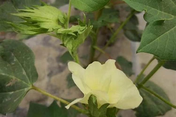 一六年棉花怎样种植才能高产