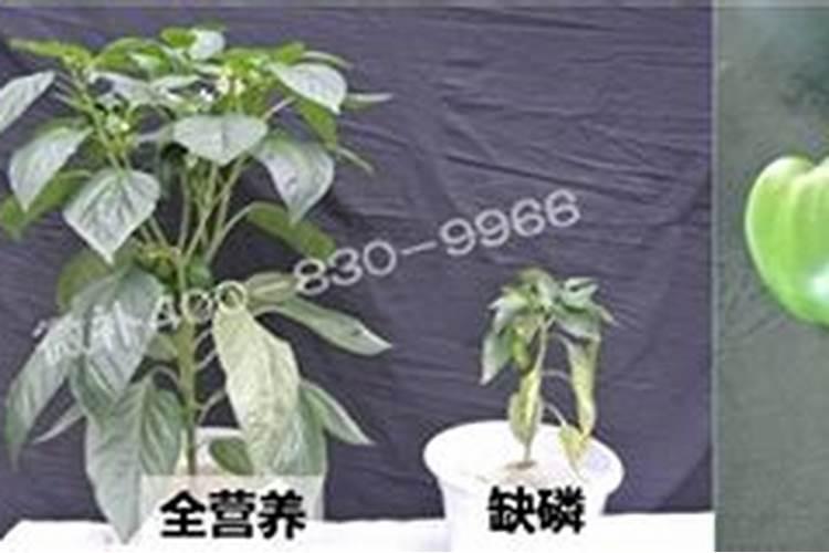 什么是磷肥 磷肥促进植物什么生长