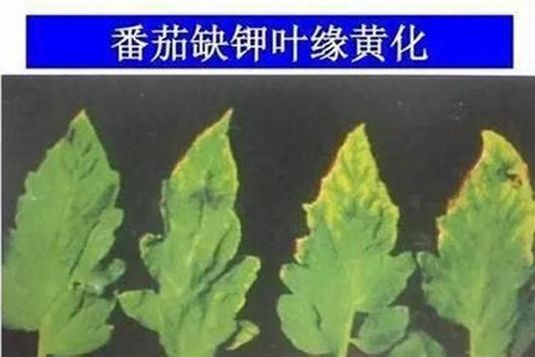 草莓施肥用什么肥料好