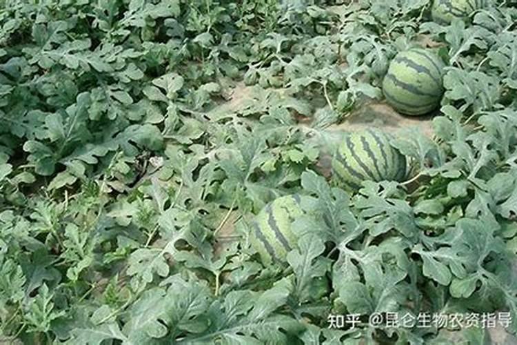 富贵竹怎么浇水