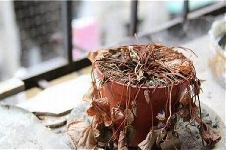 什么含量的水溶肥效果好？